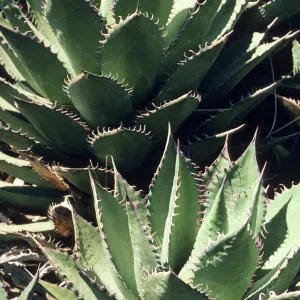 Agave shawii