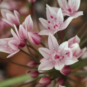 Allium praecox
