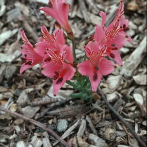Alstroemeria
