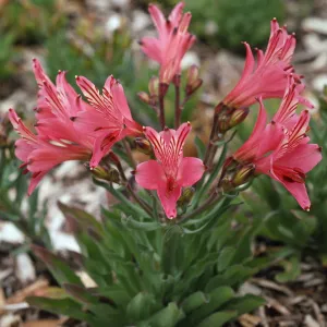 Alstroemeria
