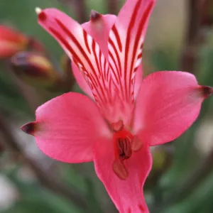 Alstroemeria