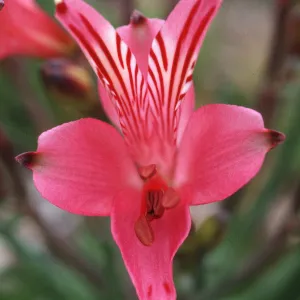 Alstroemeria
