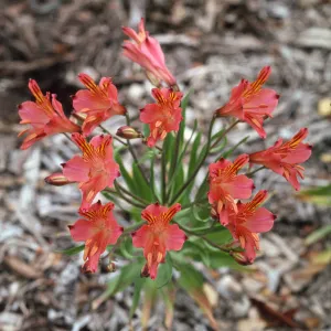 Alstroemeria