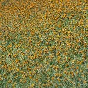 Amsinckia