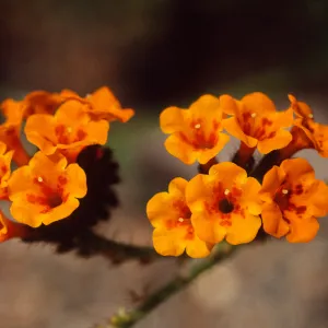 Amsinckia grandiflora, pin depicted