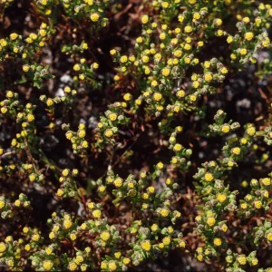Amblyopappus pusillus