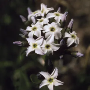 Amsonia tomentosa