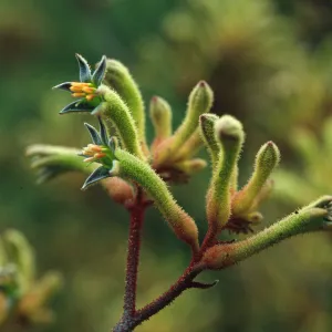Anigozanthos flavidus