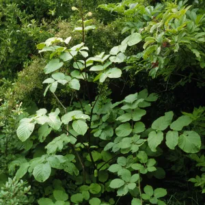 Aralia californica