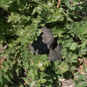 Arctostaphylos tomentosa burl