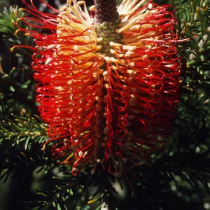 Banksia ericifolia