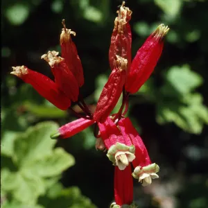 Brodiaea ida-maia