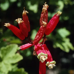 Brodiaea ida-maia