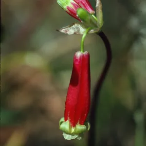 Brodiaea ida-maia