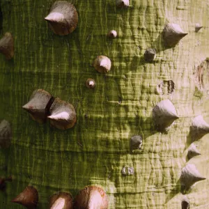 Ceiba