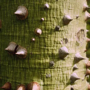 Ceiba