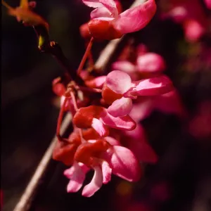 Cercis occidentalis