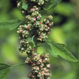 Chenopodium quinoa