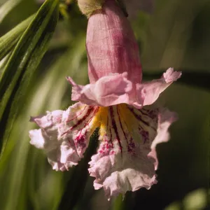 Chilopsis linearis