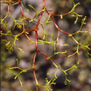 Chorizanthe brevicornu