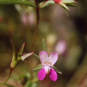 Collinsia breweri