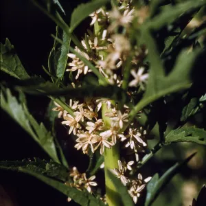 Datisca glomerata