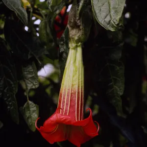 Datura sanguinea