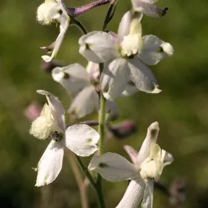 Delphinium kinkiense