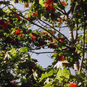 Dombeya