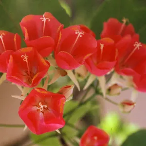 Dombeya
