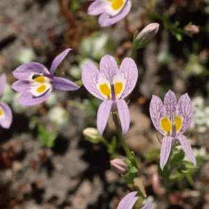 Downingia bacigalupii