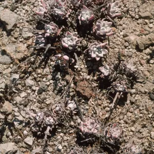 Dudleya gnoma