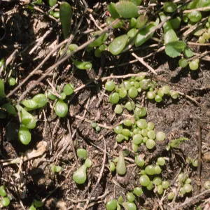Dudleya nesiotica