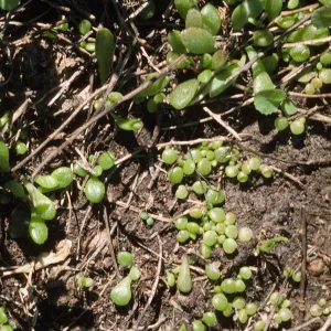 Dudleya nesiotica