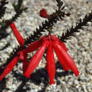Erica cerinthoides