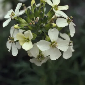 Erysimum franciscanum