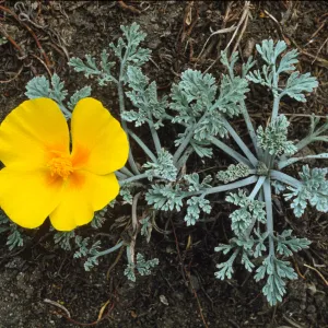 Eschscholzia californica