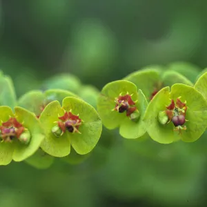 Euphorbia amygdaloides