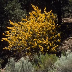 Fremontodendron californicum
