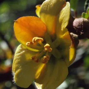 Fremontodendron decumbens
