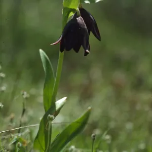 Fritillaria biflora, Santa Lucia Mountains