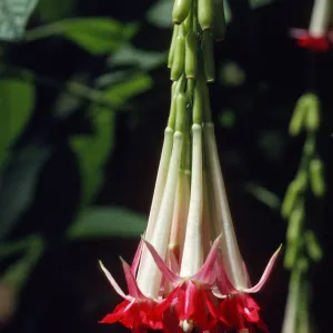 Fuchsia boliviana