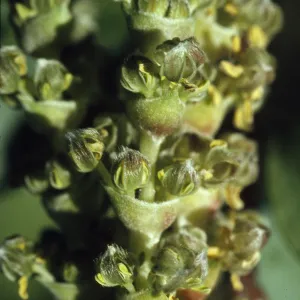 Garrya flavescens