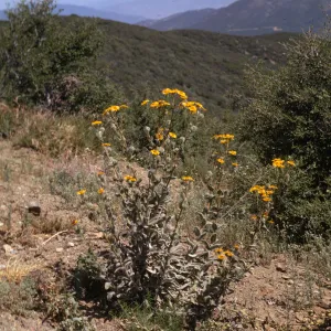 Hulsea californica