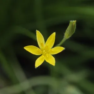 Hypoxis hirsuta