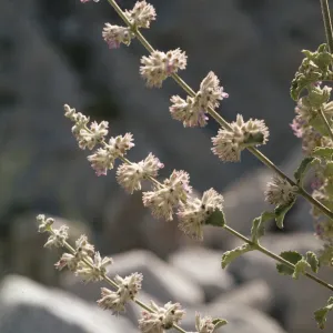 Hyptis emoryi