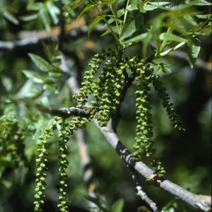 Juglans californica