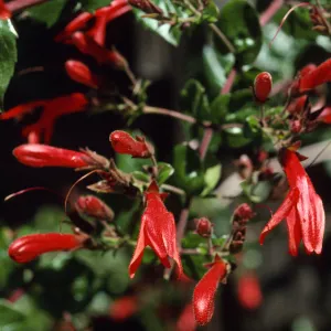 Keckiella cordifolia