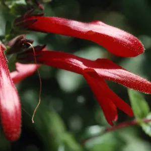 Keckiella cordifolia
