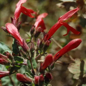 Keckiella cordifolia